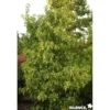 LIQUIDAMBAR styraciflua Aurea BALIV C4.5L - SILENCE ÇA POUSSE
