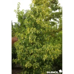 LIQUIDAMBAR styraciflua Aurea BALIV C4.5L - SILENCE ÇA POUSSE