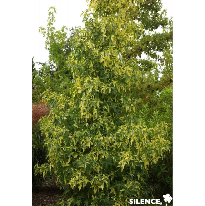LIQUIDAMBAR styraciflua Aurea BALIV C4.5L - SILENCE ÇA POUSSE