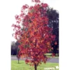 LIQUIDAMBAR styraciflua BALIV C15L - SILENCE ÇA POUSSE