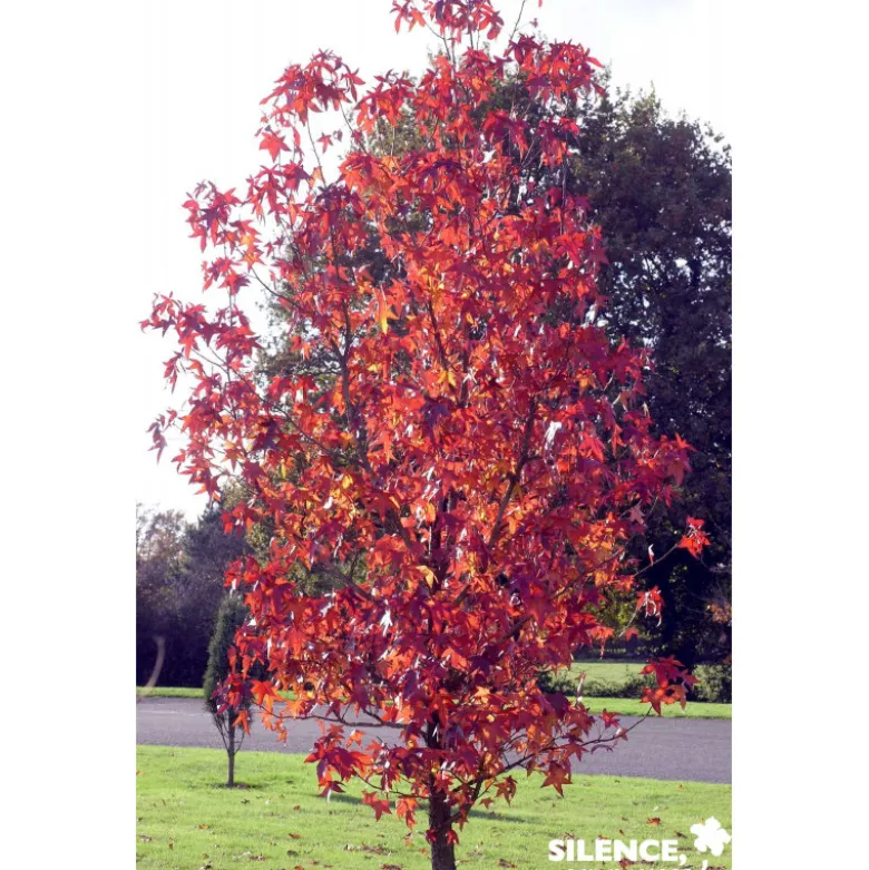 LIQUIDAMBAR styraciflua BALIV C15L - SILENCE ÇA POUSSE