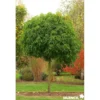 LIQUIDAMBAR styraciflua Gumball TG-6/8 H180 C25L - SILENCE ÇA POUSSE