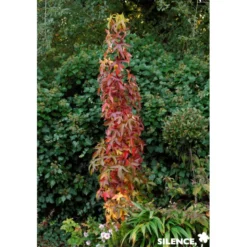 LIQUIDAMBAR styraciflua Slender Silhouette BALIV - SILENCE ÇA POUSSE
