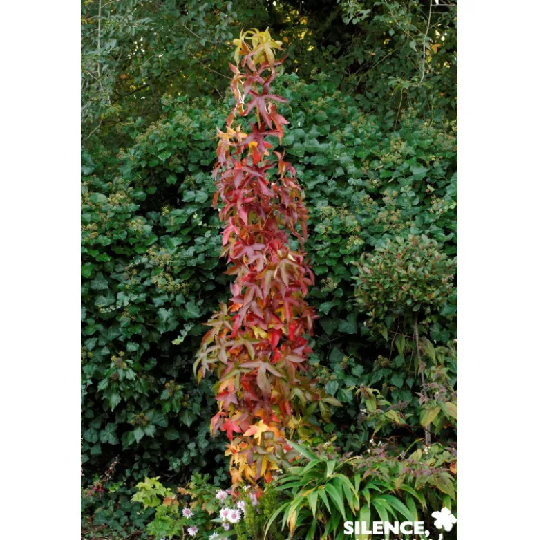 LIQUIDAMBAR styraciflua Slender Silhouette BALIV - SILENCE ÇA POUSSE