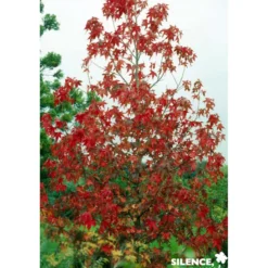 LIQUIDAMBAR styraciflua Thea BALIV C4.5L - SILENCE ÇA POUSSE