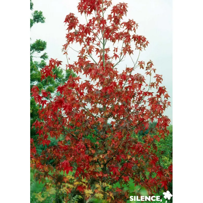 LIQUIDAMBAR styraciflua Thea BALIV C4.5L - SILENCE ÇA POUSSE