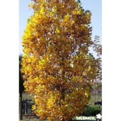 LIRIODENDRON tulipifera Fastigiatum BALIV C15L - SILENCE ÇA POUSSE