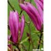 MAGNOLIA susan SOL C25L - SILENCE ÇA POUSSE