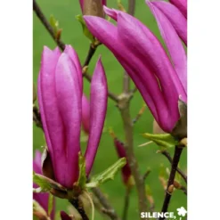 MAGNOLIA susan SOL C25L - SILENCE ÇA POUSSE