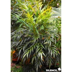 MAHONIA eurybracteata Sweet Winter® TFE C10L - SILENCE ÇA POUSSE