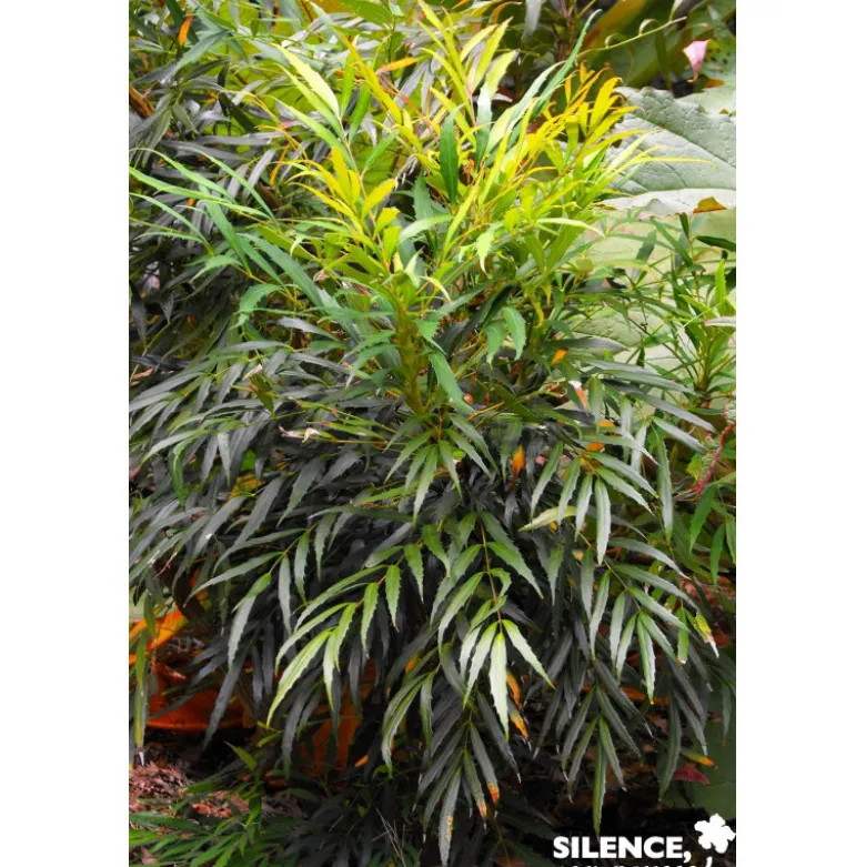 MAHONIA eurybracteata Sweet Winter® TFE C10L - SILENCE ÇA POUSSE