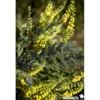 MAHONIA media Winter Sun TFE C4.5L - SILENCE ÇA POUSSE