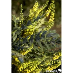 MAHONIA media Winter Sun TFE C4.5L - SILENCE ÇA POUSSE
