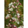 MALUS evereste® QUEN C10L - SILENCE ÇA POUSSE