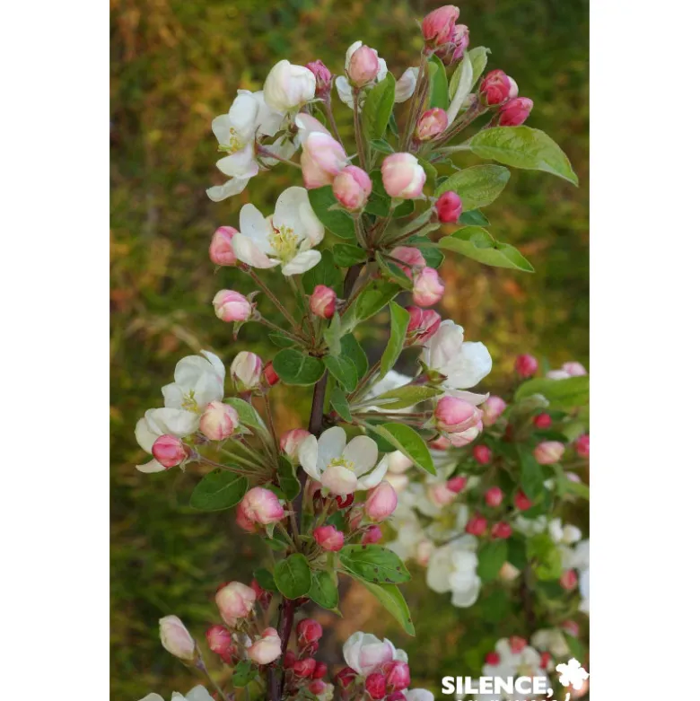 MALUS evereste® QUEN C10L - SILENCE ÇA POUSSE