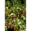 MALUS red Jewel QUEN C10L - SILENCE ÇA POUSSE