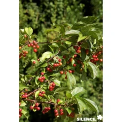 MALUS red Jewel QUEN C10L - SILENCE ÇA POUSSE