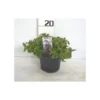 Menthe glaciale touffe p14 - DELLA VALLE