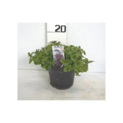 Menthe glaciale touffe p14 - DELLA VALLE