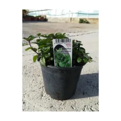 Menthe mojito touffe p14 - DELLA VALLE