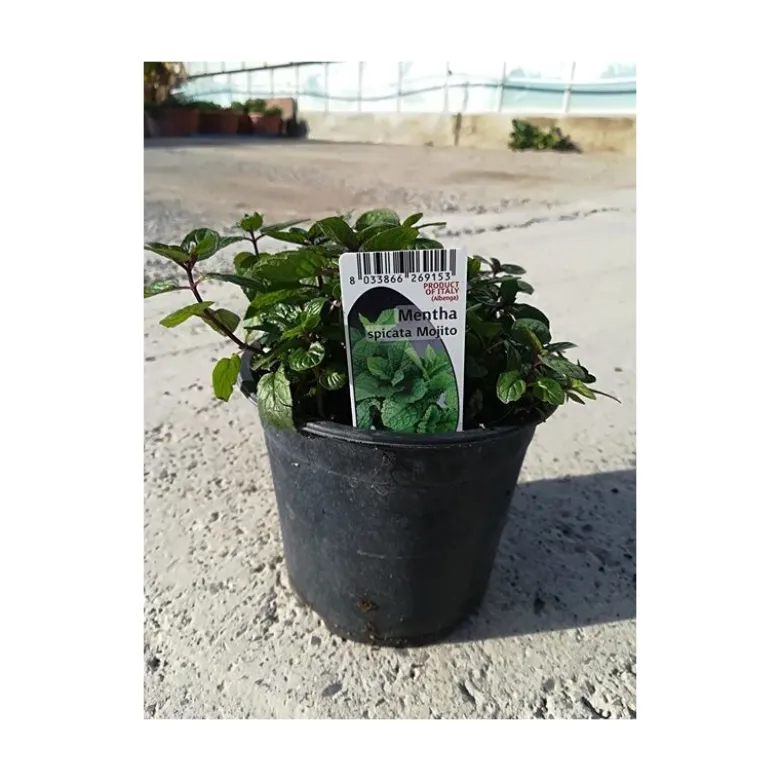 Menthe mojito touffe p14 - DELLA VALLE