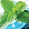 Menthe verte - 1L
