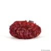 Oignon rouge "Red Baron" 500g - Calibre 14/21