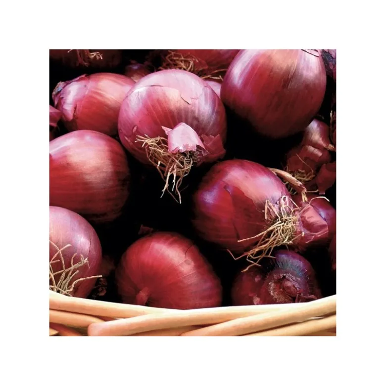 Oignon rouge "Red Baron" 500g - Calibre 14/21