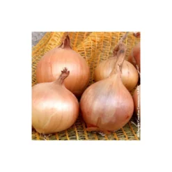 Oignon "Sturon" 1kg - Calibre 14/21