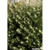 OSMANTHUS burkwoodii TFE C4.5L - SILENCE ÇA POUSSE