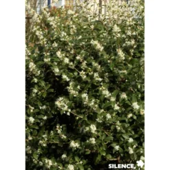 OSMANTHUS burkwoodii TFE C4.5L - SILENCE ÇA POUSSE