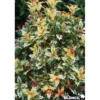 OSMANTHUS heterophyllus Tricolor TFE C2L - SILENCE ÇA POUSSE