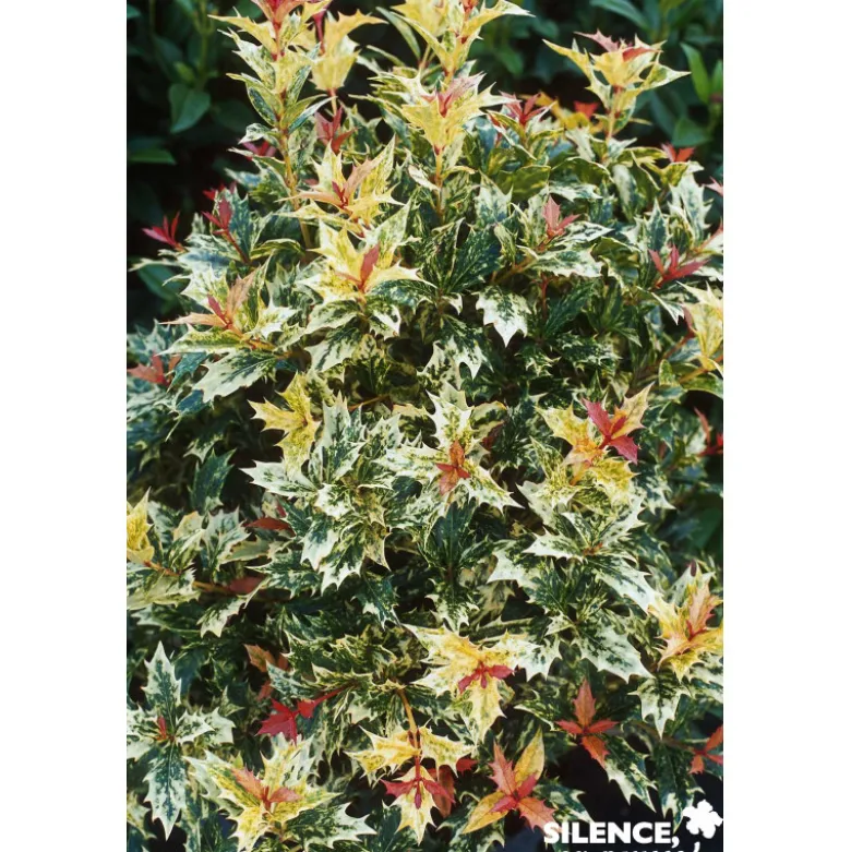 OSMANTHUS heterophyllus Tricolor Halloween C4.5L - SILENCE ÇA POUSSE