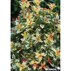 OSMANTHUS heterophyllus Tricolor TFE C4.5L - SILENCE ÇA POUSSE