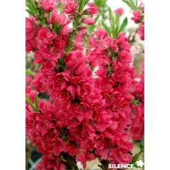 PECHER persica Red Peachy TG H40 C10L-DECO - SILENCE ÇA POUSSE