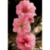 PECHER persica Taoflora® Pink BALIV C10L - SILENCE ÇA POUSSE