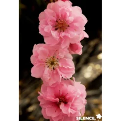 PECHER persica Taoflora® Pink BALIV C10L - SILENCE ÇA POUSSE