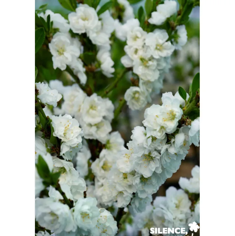 PECHER persica White Peachy TG H40 C10L-DECO - SILENCE ÇA POUSSE