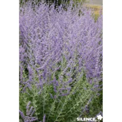 PEROVSKIA atriplicifolia Blue Spire TFE C4.5L - SILENCE ÇA POUSSE