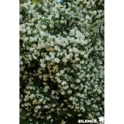 PHILADELPHUS coronarius Kit Pdp C4.5L - SILENCE ÇA POUSSE