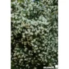 PHILADELPHUS coronarius TFE C4.5L - SILENCE ÇA POUSSE