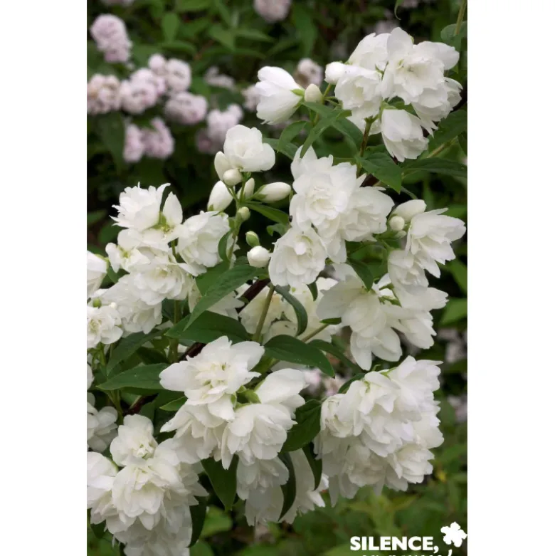 PHILADELPHUS snowbelle TFE C4.5L - SILENCE ÇA POUSSE