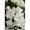 PHILADELPHUS virginal C4.5L - SILENCE ÇA POUSSE