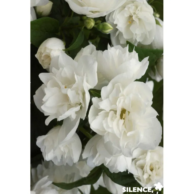PHILADELPHUS virginal TFE C4.5L - SILENCE ÇA POUSSE