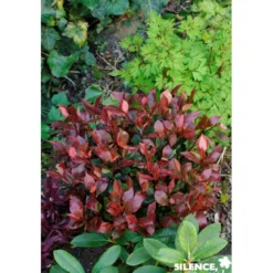PHOTINIA fraseri Little Red Robin C10L - SILENCE ÇA POUSSE