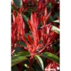 PHOTINIA fraseri Red Robin C4.5L - SILENCE ÇA POUSSE
