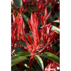 PHOTINIA fraseri Red Robin C4.5L - SILENCE ÇA POUSSE