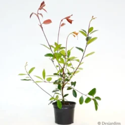 Photinia "Red Robin" - 3L