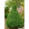 PICEA glauca Conica 40/50 C4.5L - SILENCE ÇA POUSSE