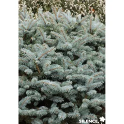 PICEA pungens Glauca Globosa C4.5L - SILENCE ÇA POUSSE